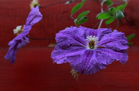 Vegetable garden spring handsomely