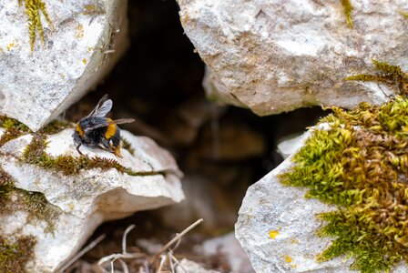 Insect bourdon pierre
