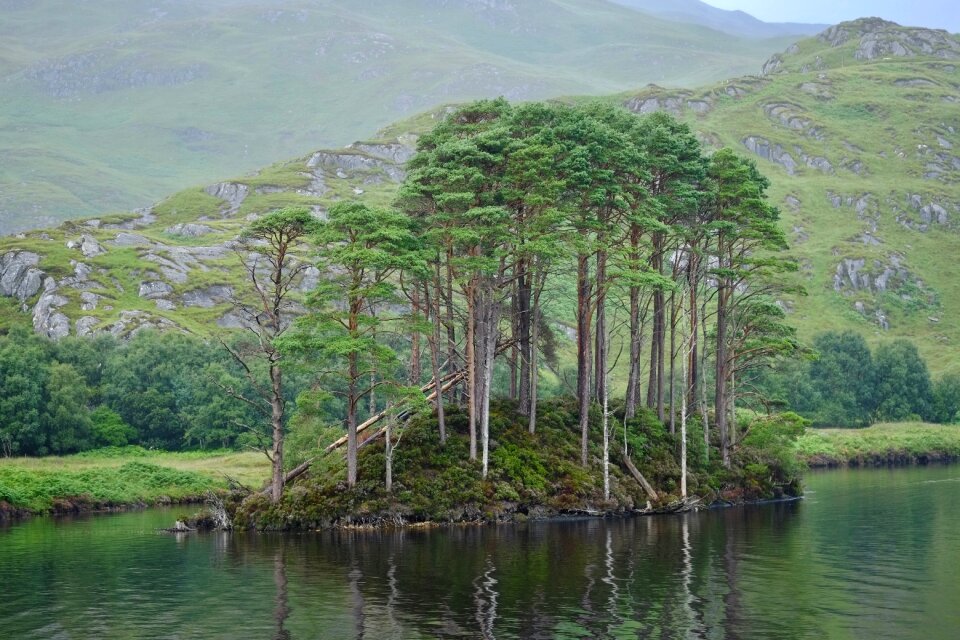 Lake tree dumbledore