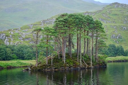 Lake tree dumbledore