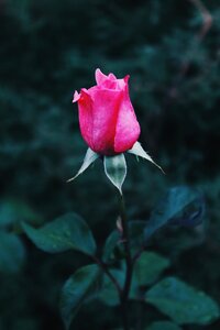 Plant sheet rose