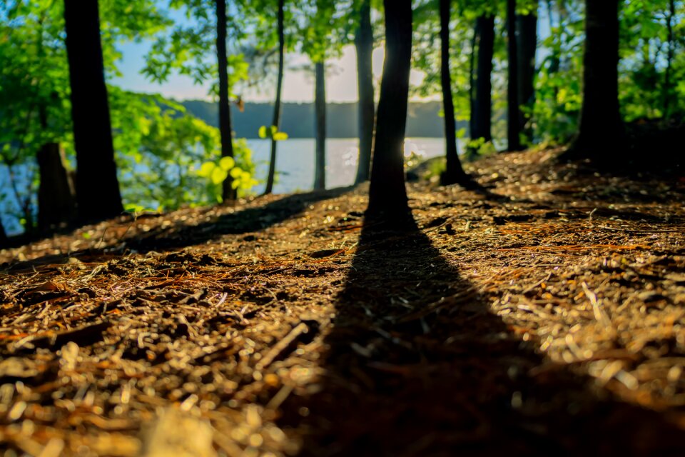 Forest sunny day