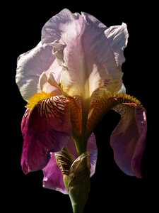 Bloom schwertliliengewaechs high beard iris photo