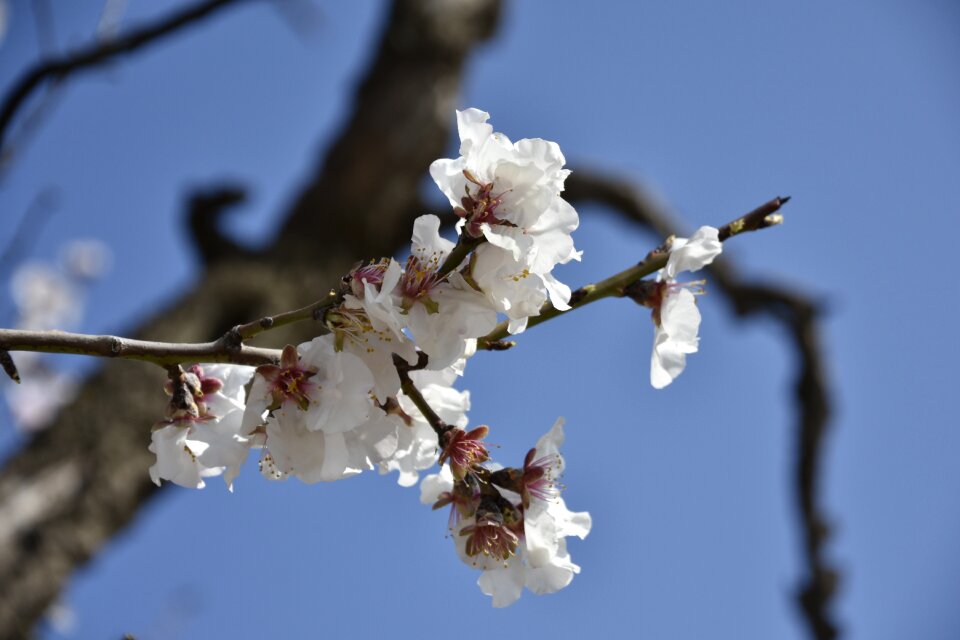 Tree cherry flower