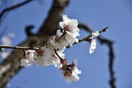 Tree cherry flower