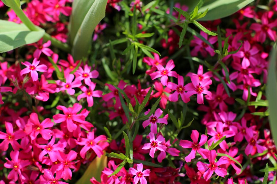 Spring handsomely bloom