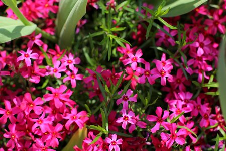 Spring handsomely bloom photo