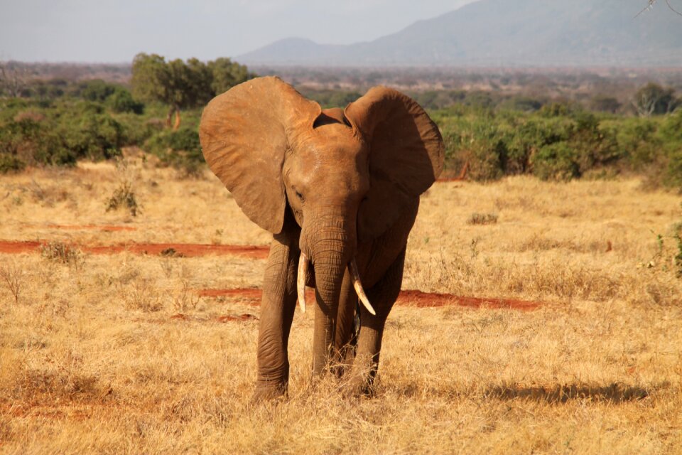 Safari nature east africa
