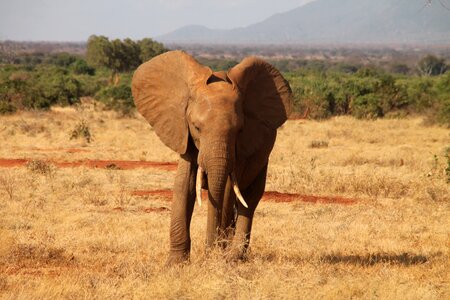 Safari nature east africa