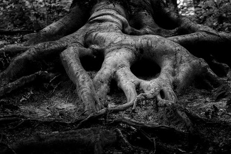 Forest ancient art