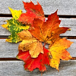 Brown red yellow
