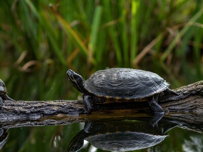 Reptile slowly water turtle photo