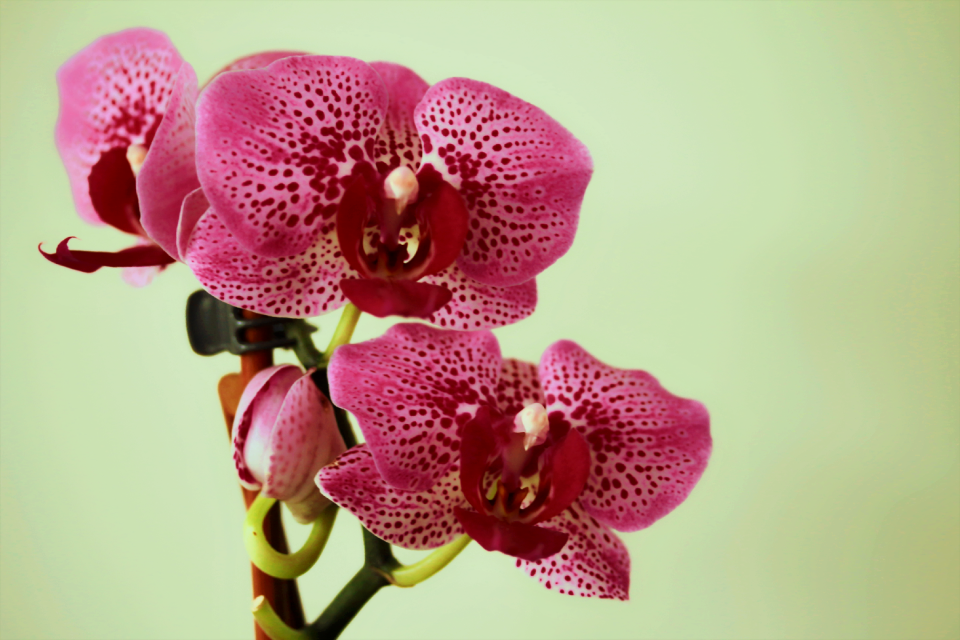 Exotic botanical color