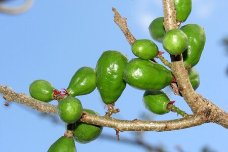 Plum tropical green photo