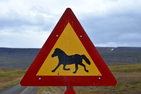 Road street animal