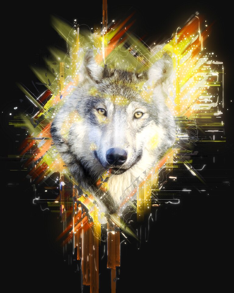 Canis lupus hunter carnivores