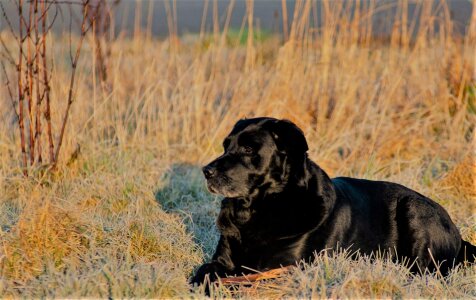 Labrador retriever black