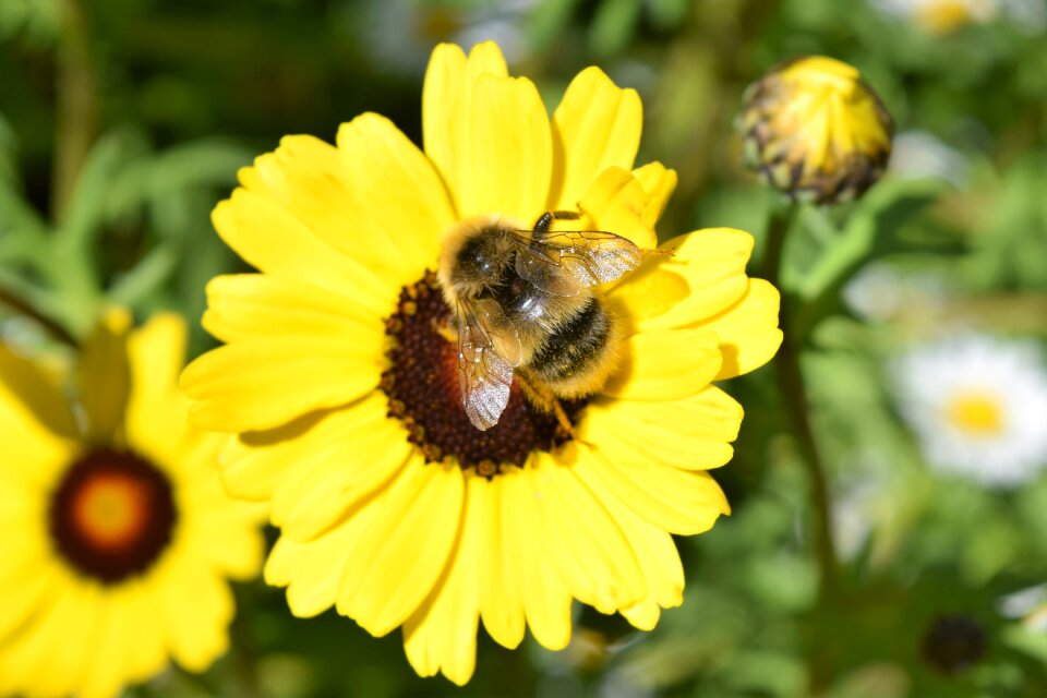 Insect honey feeding