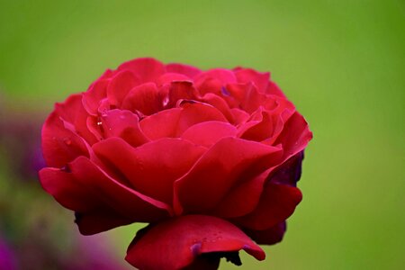 Red red rose flower photo