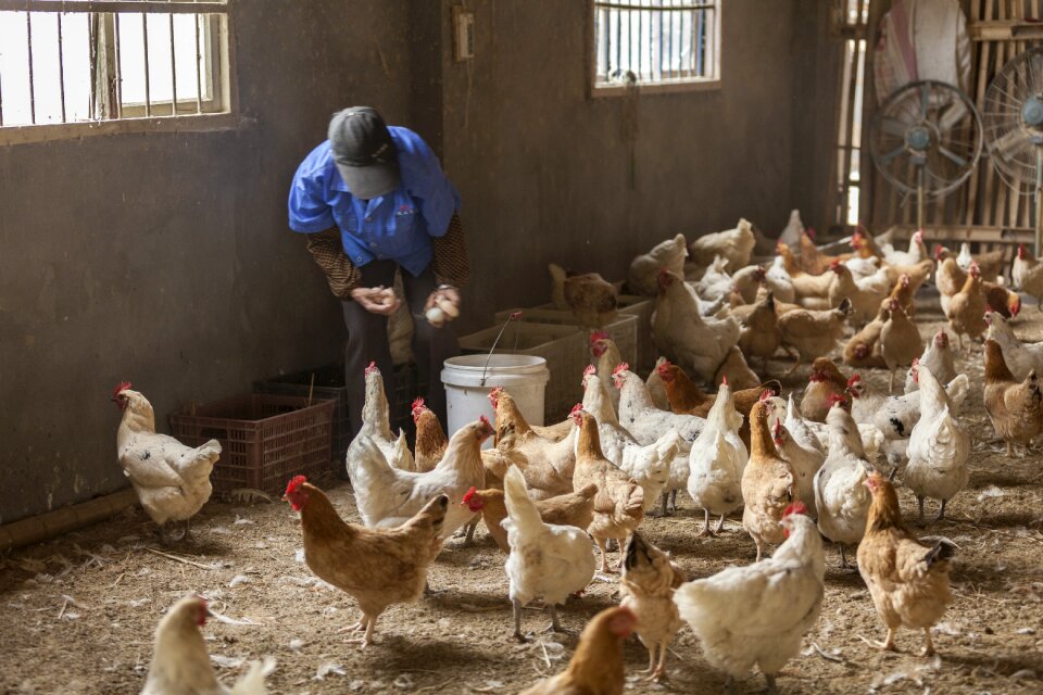Livestock people group（abstract）