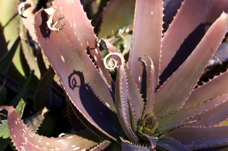Plant leaf medicine