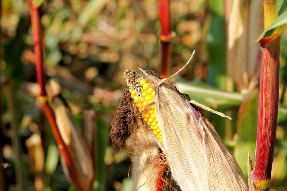 Plant summer agriculture photo