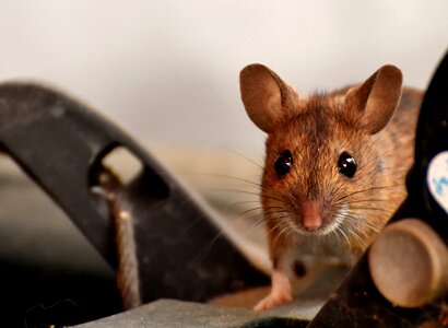 Mouse rodent fur photo