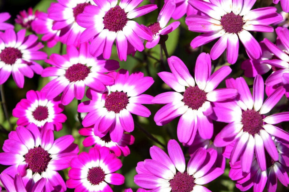 Bloom blossom summer