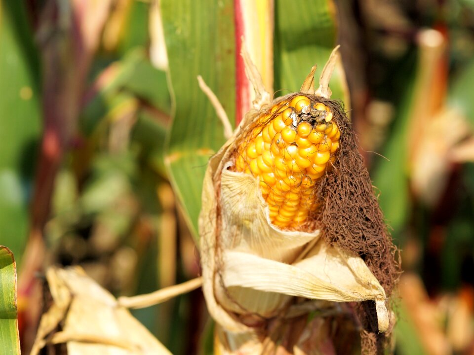 Plant summer agriculture