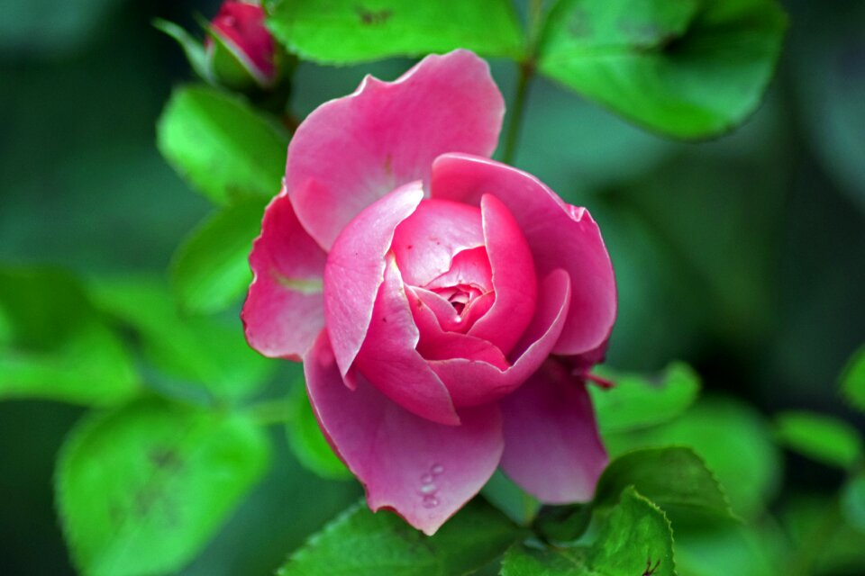 Pink rose rose garden roses