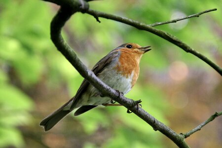 Animal branch robin