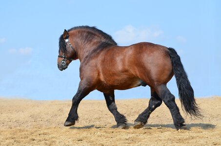 Stallion agricultural farming