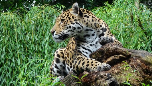 Jaguar zoo predator photo