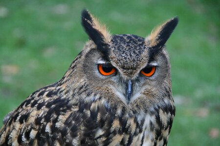 Animal world owl eagle owl