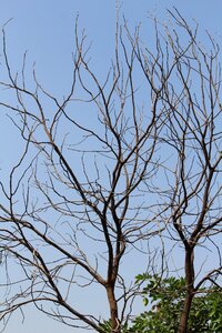 Tree branches dried