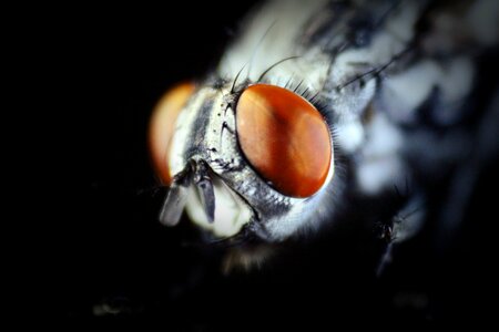 Brown eye fly