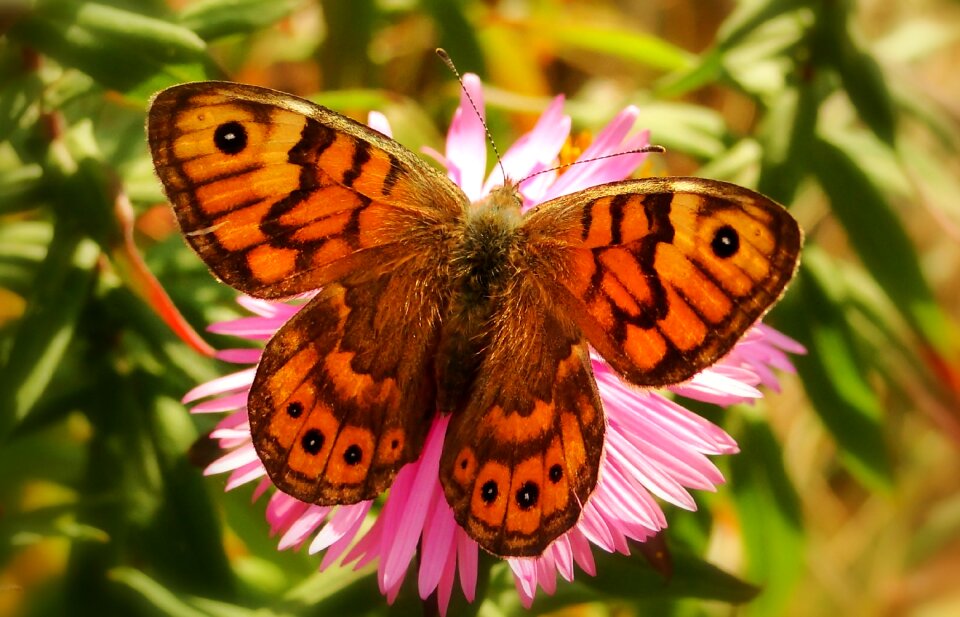 Flower animals butterfly