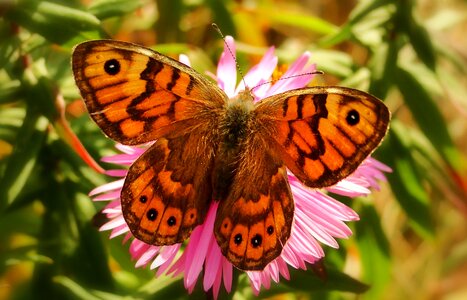 Flower animals butterfly