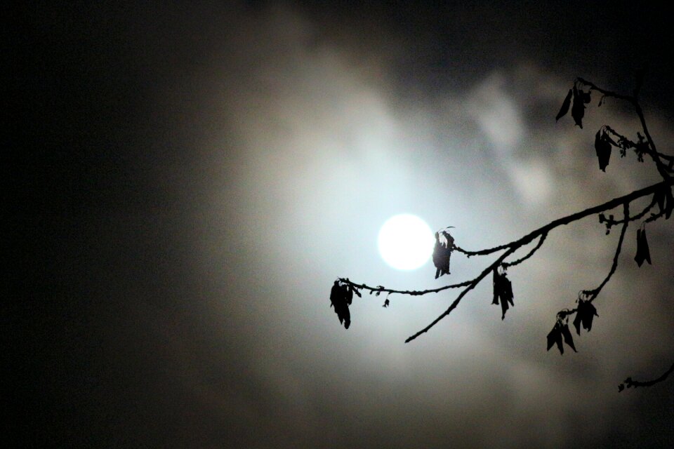 Night tree background