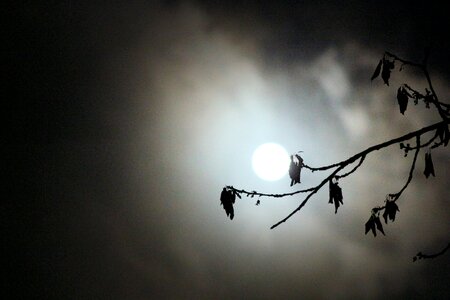 Night tree background photo