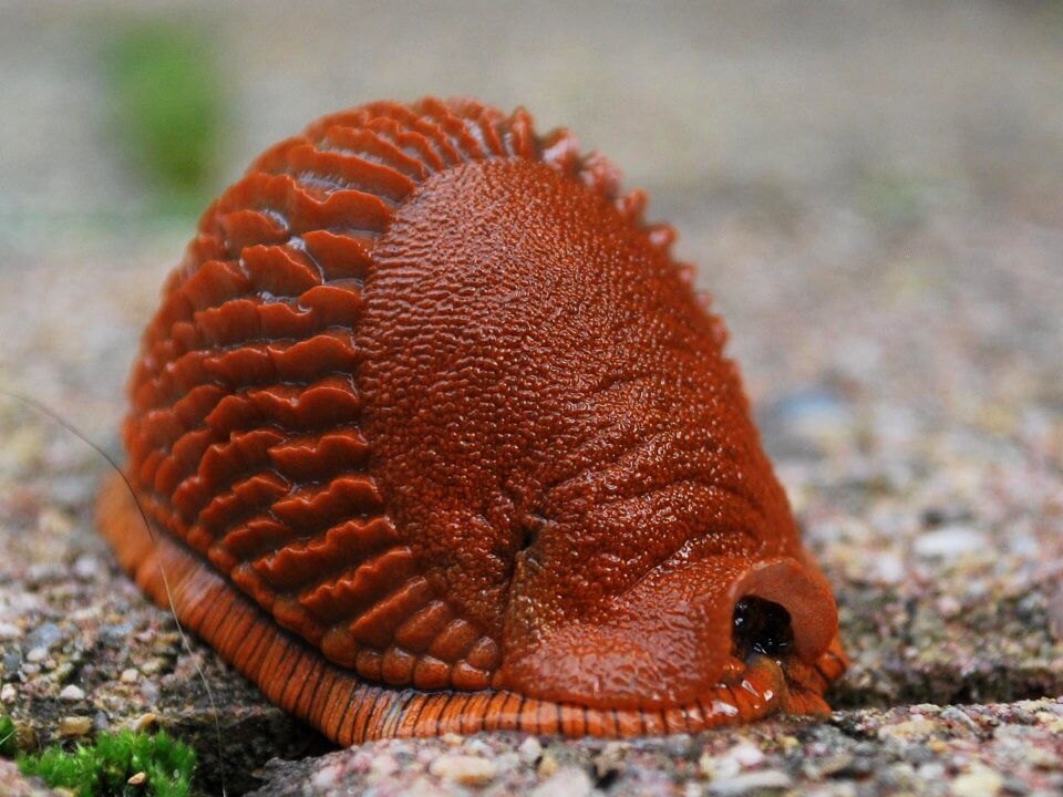 Snail nature mollusk