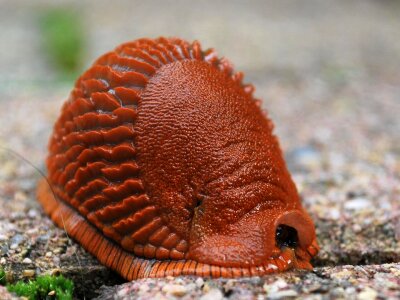 Snail nature mollusk