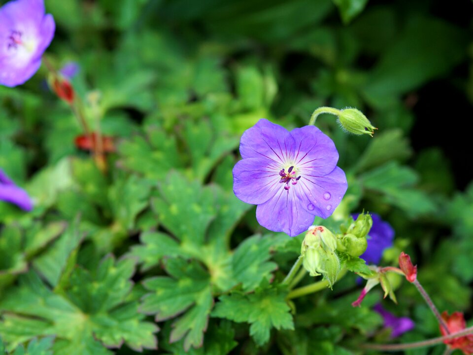 Nature plant close up