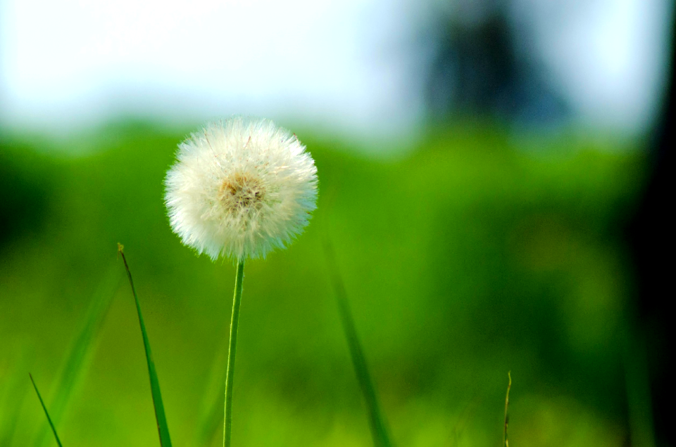 Photo green beautiful