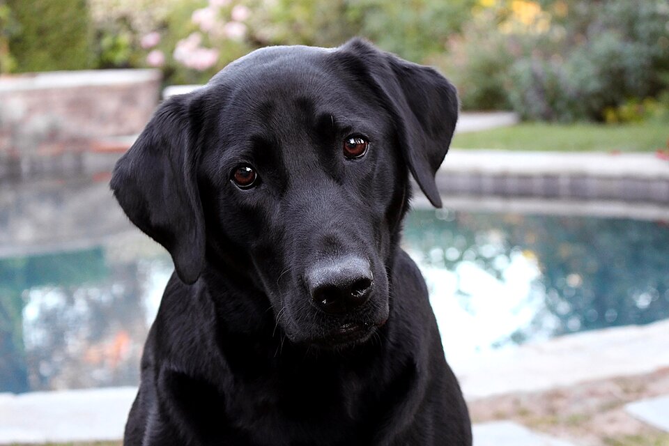 Domestic cute canine