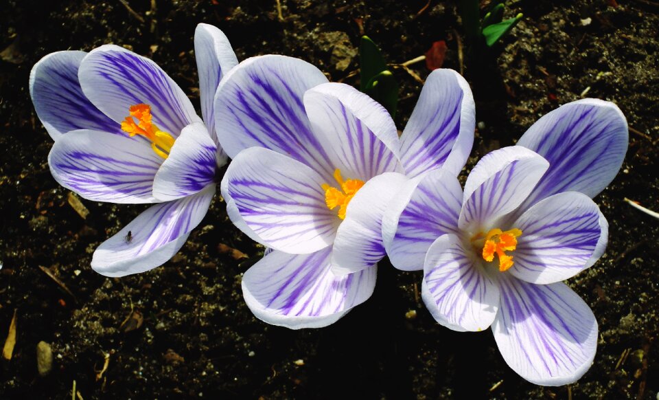 Garden blooming color