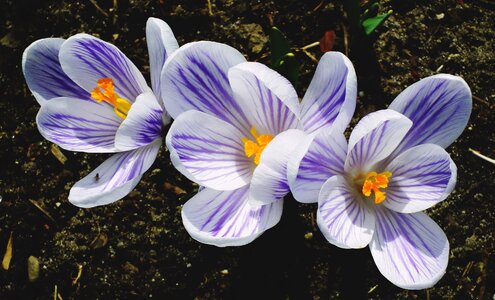 Garden blooming color photo