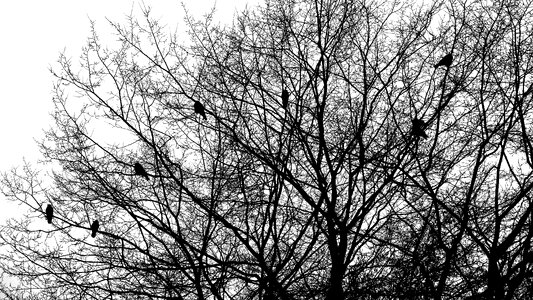 Silhouette branches close