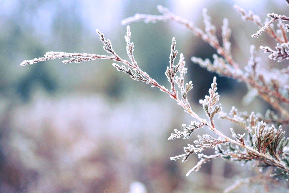 Frost winter cold