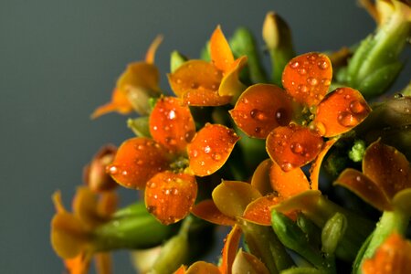 Food flower close up